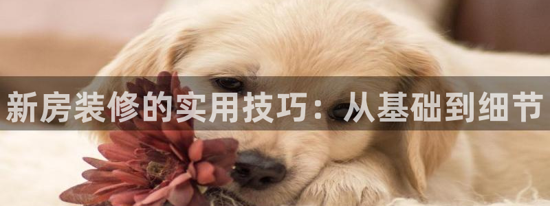 先锋娱乐侠：新房装修的实用技巧：从基础到细节